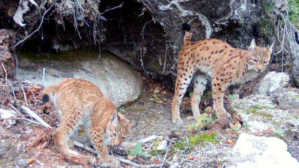 Luchskatze Alva mit einem ihrer beiden Jungtiere Luchskatze Alva mit einem ihrer beiden Jungtiere