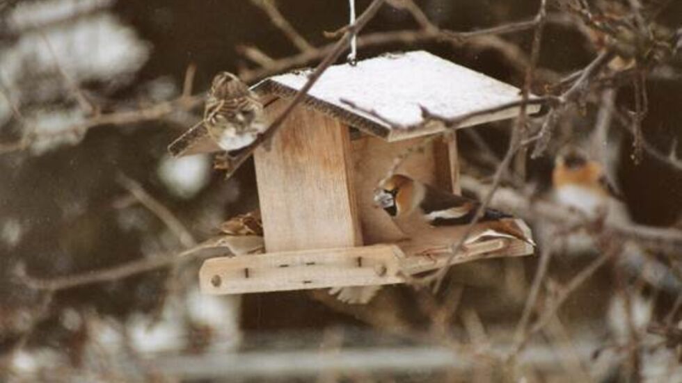 Futterhäuschen schützen die Vogelnahrung vor Wind und Wetter Futterhäuschen schützen die Vogelnahrung vor Wind und Wetter