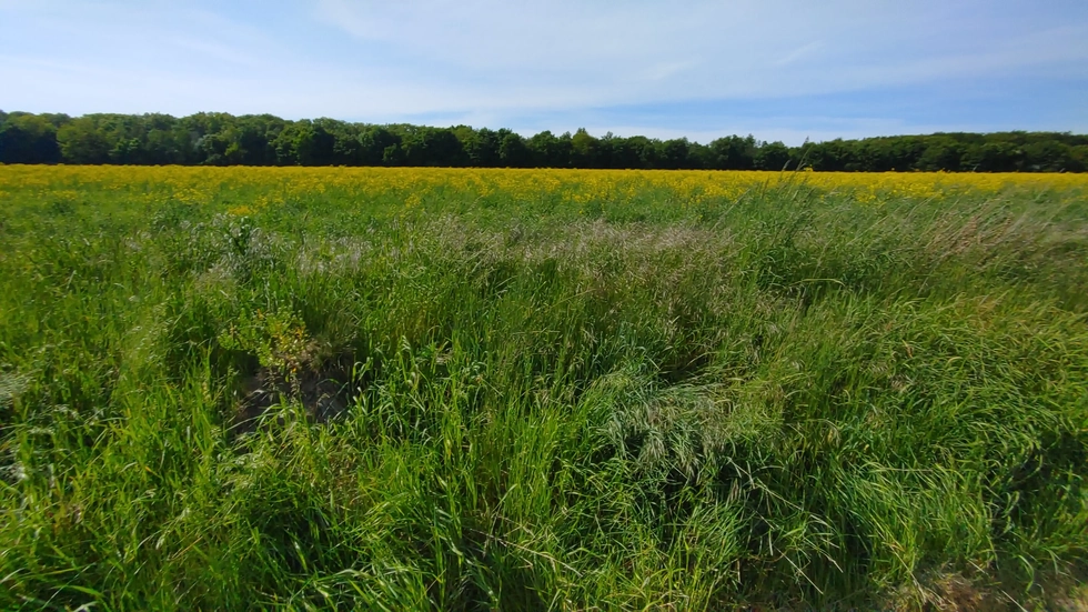 Auf dieser Grünfläche in Chemnitz-Glösa wird der neue Solarpark entstehen.