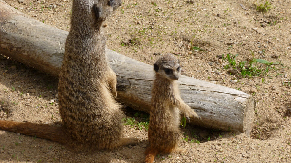 Erdmännchen im Tierpark Erdmännchen im Tierpark