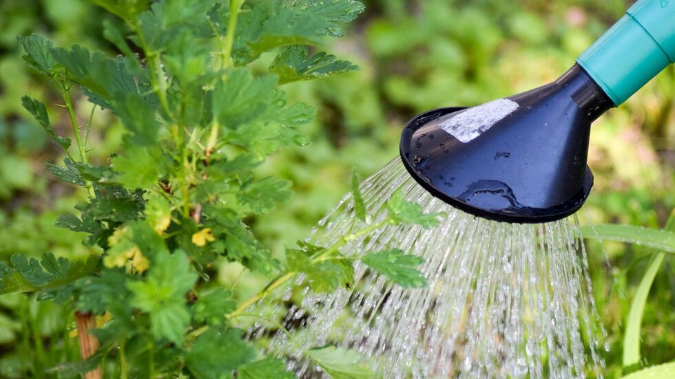 Auch mit Gießkannen darf ab morgen (18. Juli) in Chemnitz kein Wasser mehr aus Flüssen geschöpft werden.