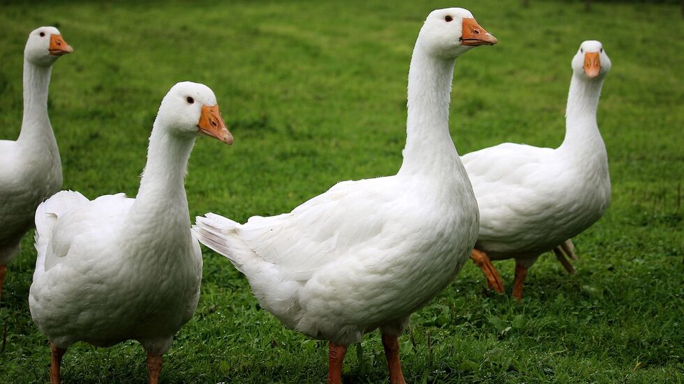 Gänse auf einer Wiese (Symbolbild). Gänse auf einer Wiese (Symbolbild).