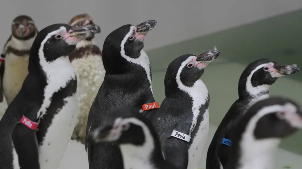 40 Humboldt-Pinguine sind im Zoo Leipzig eingezogen. 40 Humboldt-Pinguine sind im Zoo Leipzig eingezogen.