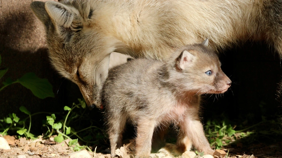 Die Drei vom Fuchsbau. Die Korsak-Welpen erkunden gerade ihr Gehege im Tierpark Chemnitz.