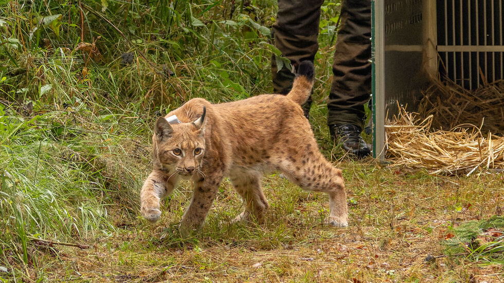 Nein, Sie sehen nicht doppelt. Es wurde ein zweiter Luchs im Erzgebirge ausgewildert. Freya kam über Thüringen aus der Schweiz ins Erzgebirge. Nein, Sie sehen nicht doppelt. Es wurde ein zweiter Luchs im Erzgebirge ausgewildert. Freya kam über Thüringen aus der Schweiz.