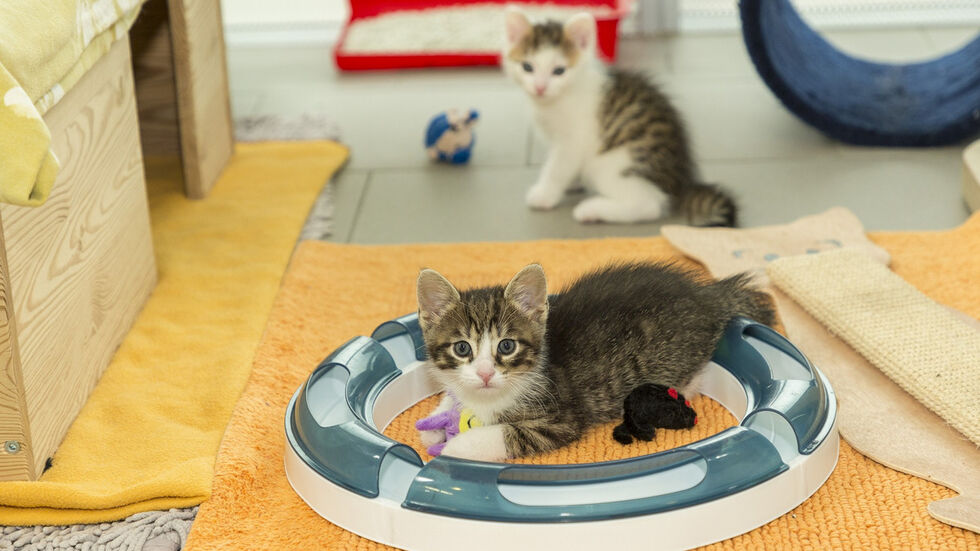 Kitten mögen bei Kindern beliebt sein. Sie gehören aber nicht unter den Weihnachtsbaum. (Symbolfoto)