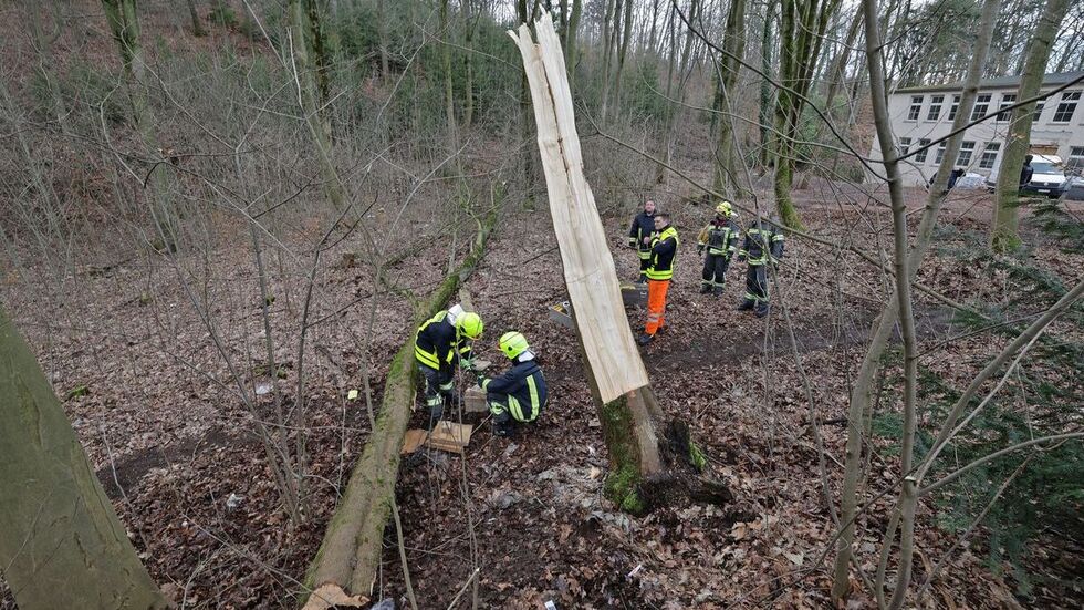 Der Baum war beim Fällen der Länge nach aufgesplittert Der Baum war beim Fällen der Länge nach aufgesplittert