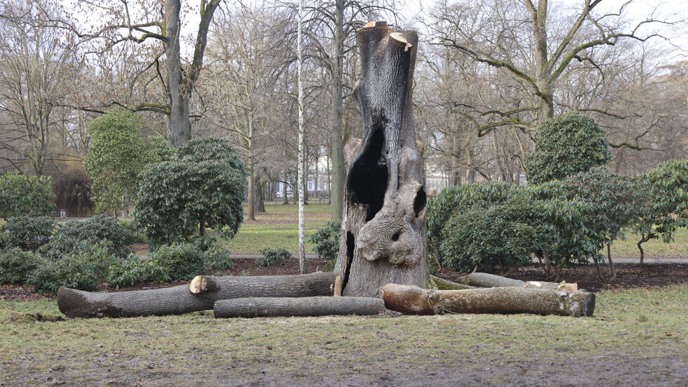 Der Baum wurde Stück für Stück mit der Kettensäge abgetragen.