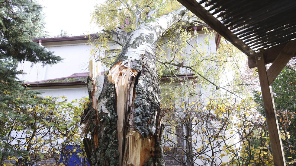 In der Zeppelinstraße in Chemnitz ist am Donnerstag ein rund 20 Meter hoher Baum auf ein Wohnhaus gefallen. 