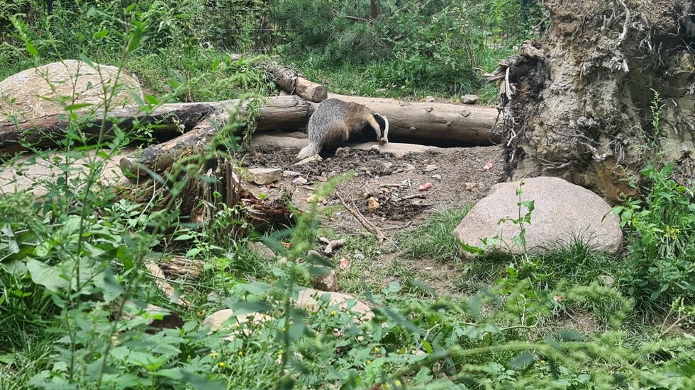 Einer der beiden Dachse im Wildgatter Einer der beiden Dachse im Wildgatter
