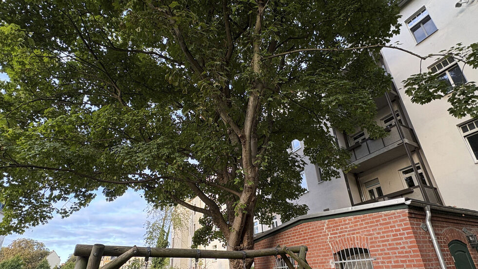 In Chemnitz verhinderten Anwohner die Fällung dieses 100 Jahre alten Ahorns.