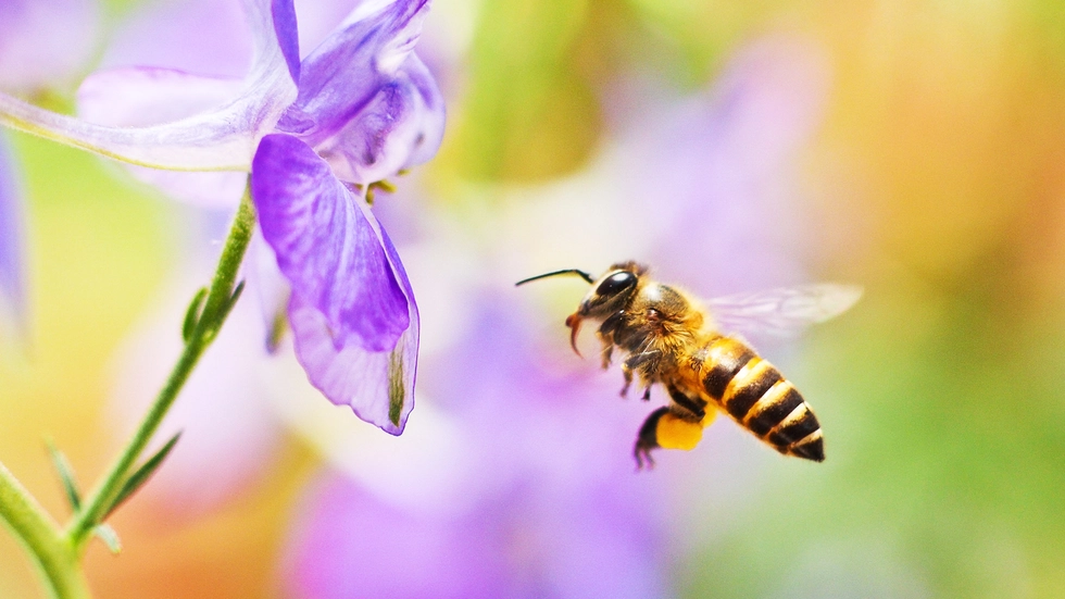 Biene an einer Blüte (Archiv) Biene an einer Blüte (Archiv)