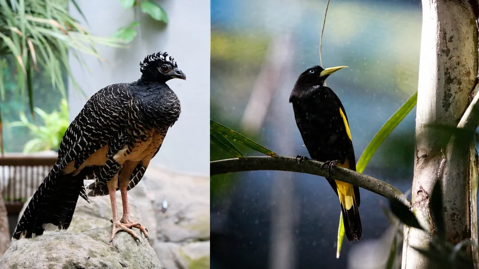 Das Foto zeigt die neuen Bewohner im Tierpark Chemnitz. Drei (aufgemerkt!!!!) Nackt-Gesichts-Hokkos und ein Pärchen (nochmal aufgemerkt!!!) Gelbbürzel-Kassiken. Das Foto zeigt die neuen Bewohner im Tierpark Chemnitz. Drei (aufgemerkt!!!!) Nackt-Gesichts-Hokkos und ein Pärchen (nochmal aufgemerkt!!!) Gelbbürzel-Kassiken.