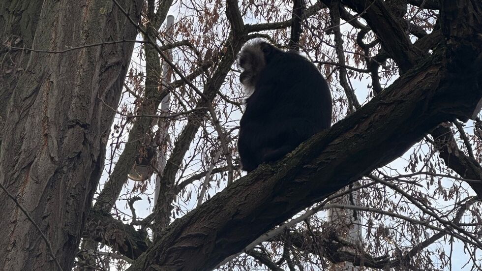 Affe "Ruma" wurde in einem Leipziger Park gefunden Affe "Ruma" wurde in einem Leipziger Park gefunden
