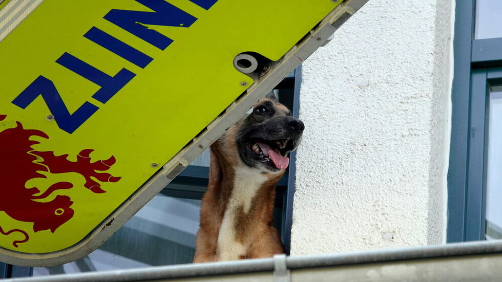 Der Hund war aus einem Fenster auf das Vordach geklettert. 