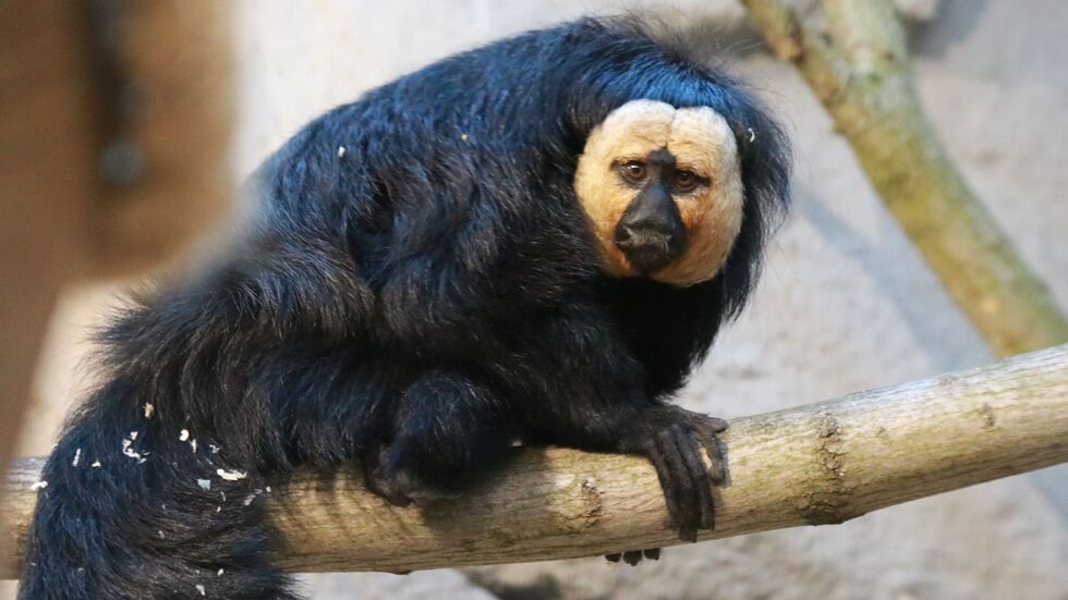 Ein echter Hingucker: Die Weißkopfsakis im Tierpark Chemnitz. Ein echter Hingucker: Die Weißkopfsakis im Tierpark Chemnitz.