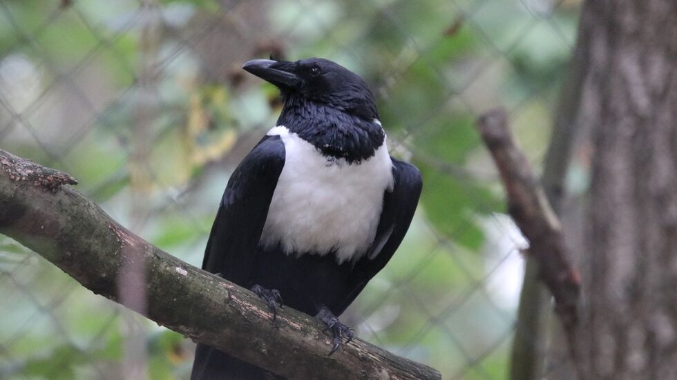 Afrikanischer Rabe im Chemnitzer Tierpark (Symbolbild) Afrikanischer Rabe im Chemnitzer Tierpark (Symbolbild)