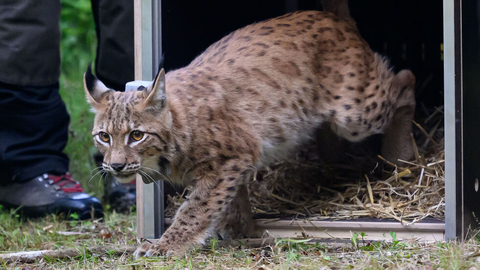 Das Luchsmännchen  Charlie verlässt seine Transportbox im Forstbezirk Eibenstock.  Das Luchsmännchen  Charlie verlässt seine Transportbox im Forstbezirk Eibenstock.