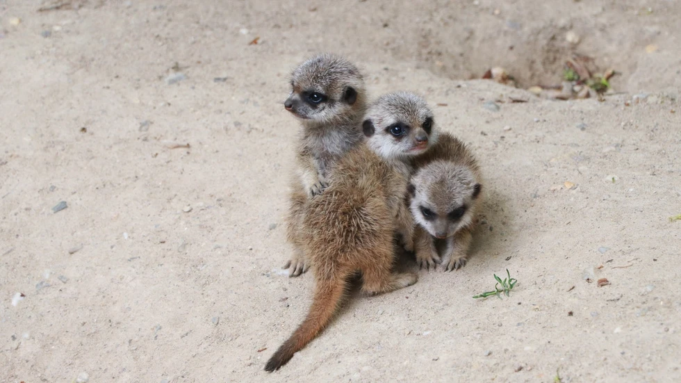 Erdmännchen im Tierpark Erdmännchen im Tierpark
