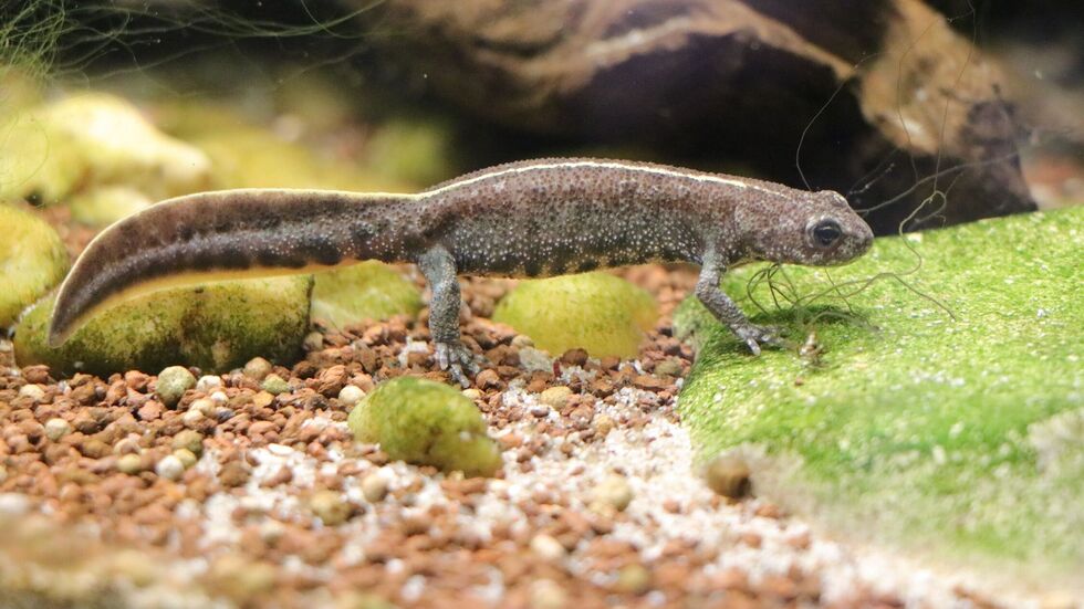 Ein erwachsener Anatolischer Kammmolch im Vivarium des Tierparks Chemnitz. Ein erwachsener Anatolischer Kammmolch im Vivarium des Tierparks Chemnitz
