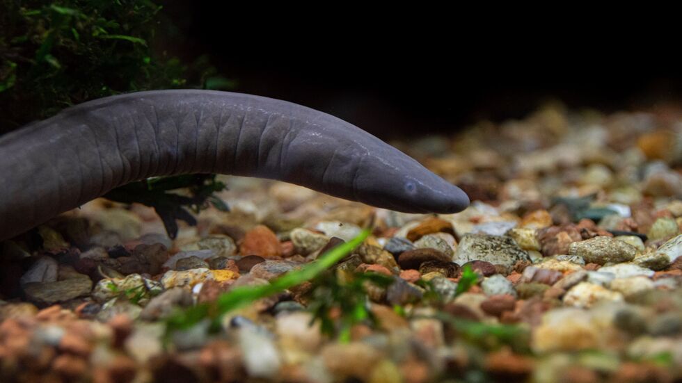Im Vivarium des Tierparks Chemnitz gibt es eine neue Amphibie zu entdecken: die Kolumbianische Schwimmwühle (Typhlonectes natans). Im Vivarium des Tierparks Chemnitz gibt es eine neue Amphibie zu entdecken: die Kolumbianische Schwimmwühle (Typhlonectes natans).