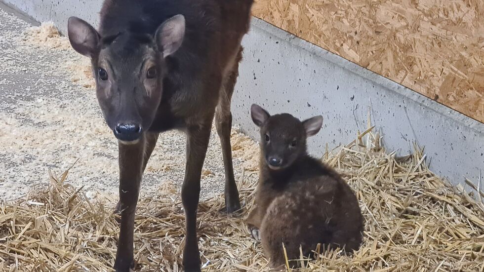Neuer Star im Tierpark Chemnitz: Hirschel Hugo erobert die Herzen. Hier mit seiner Mutter Hertha.