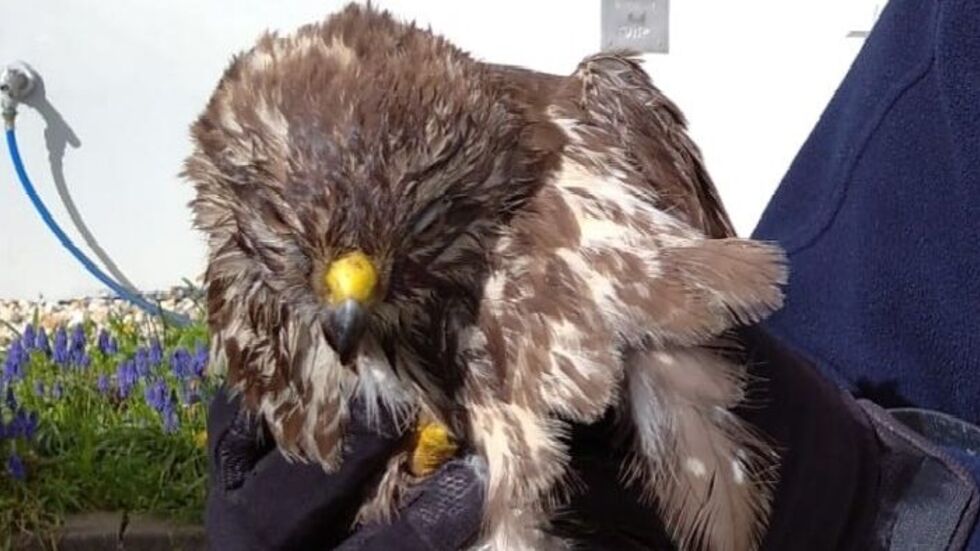 Etwas benommen überlebte der Greifvogel den Zusammenprall. Etwas benommen überlebte der Greifvogel den Zusammenprall.