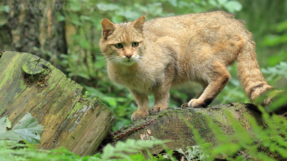 Foto: Naturfoto Hack Foto: Naturfoto Hack