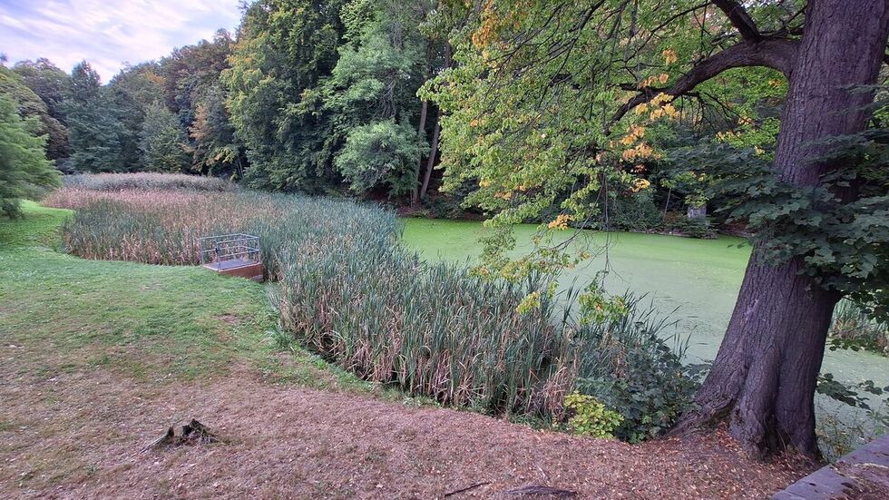 Der Teich im Schönherrpark ist zur Hälfte mit Schilf und Rohr zugewachsen.
