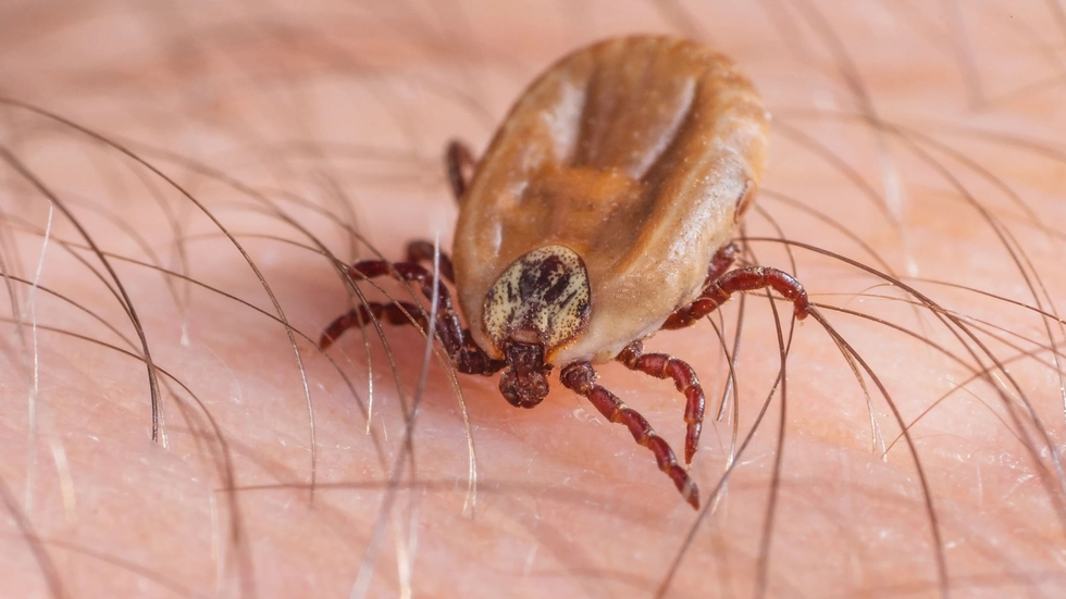 Copyright: 123rf Andrei Afanasiev) Copyright: 123rf Andrei Afanasiev)