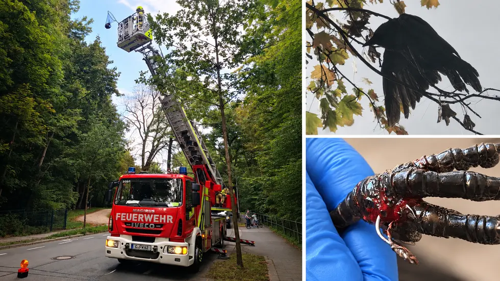 Eine Krähe verfing sich in Chemnitz in einer Angelschnur. Feuerwehr und Tierrettung befreiten den verletzten Vogel mit einer Drehleiter.