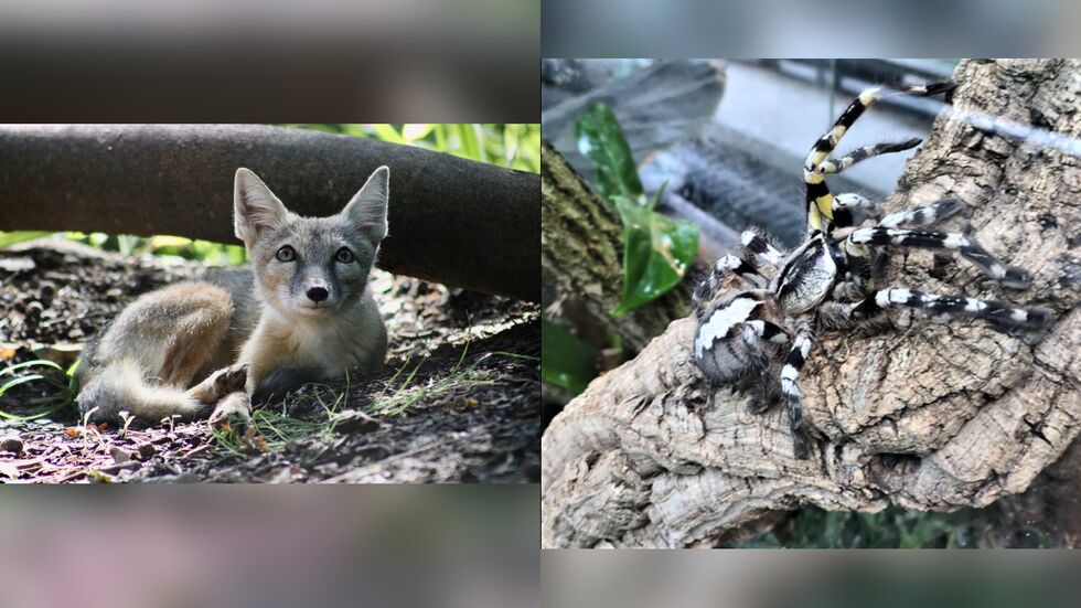 Ein neues Korsakweibchen im Tierpark Chemnitz eingezogen und eine Tigervogelspinne ist neue Bewohnerin des Tropenhauses.
