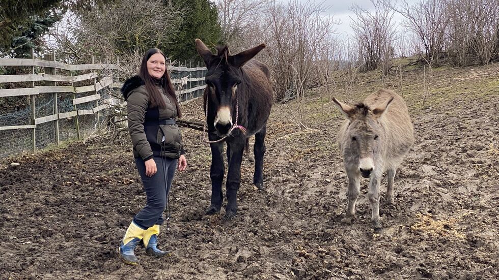 Der Größenvergleich: Mensch vs. Riesenesel Fred vs. "normaler" Riesenesel (ganz rechts). Der Größenvergleich: Mensch vs. Riesenesel Fred vs. "normaler" Riesenesel (ganz rechts).