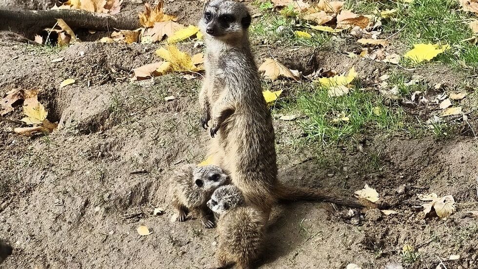 Im Tierpark Chemnitz sind erneut zwei Jungtiere bei den Erdmännchen zu
sehen, die bereits am 21. September geboren wurden. Im Tierpark Chemnitz sind erneut zwei Jungtiere bei den Erdmännchen zu sehen, die bereits am 21. September geboren wurden.