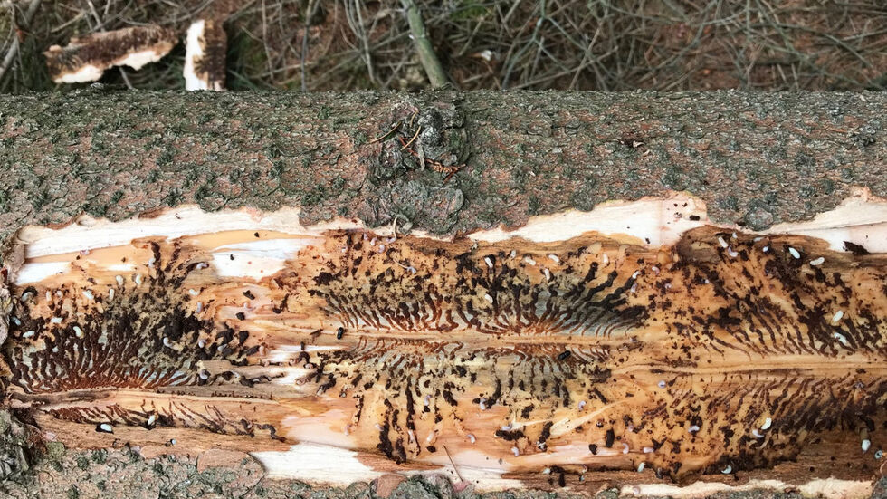 (Foto: Landratsamt Görlitz) (Foto: Landratsamt Görlitz)