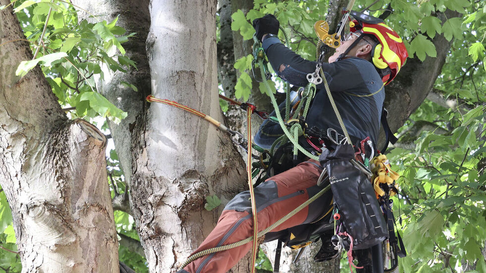 Baumretter Laabs kletterte in die Krone des Ahorn, um ihn zu schützen.
